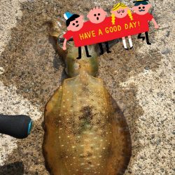 朝まずめエギング