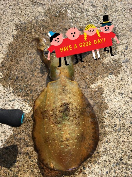 朝まずめエギング