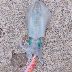 ナイトエギング