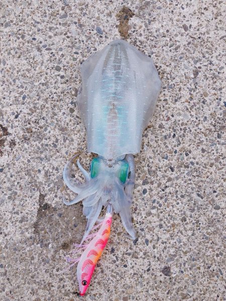 ナイトエギング