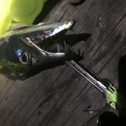 コスモスクエア台風前の太刀魚