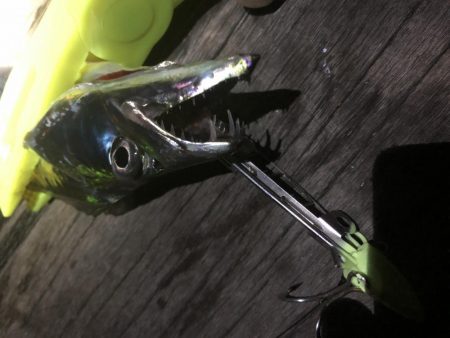 コスモスクエア台風前の太刀魚