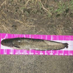 台風が過ぎたのでナマズ釣り！