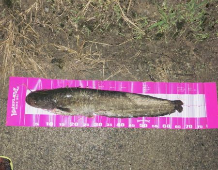 台風が過ぎたのでナマズ釣り！