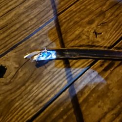 イカ調査のつもりが、、、