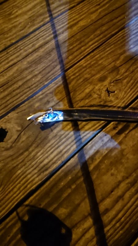 イカ調査のつもりが、、、