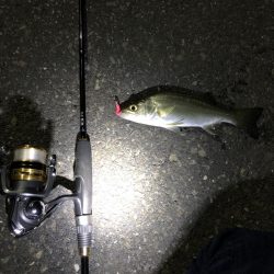 久々のアジングで