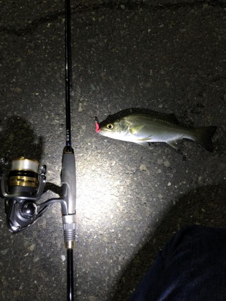 久々のアジングで