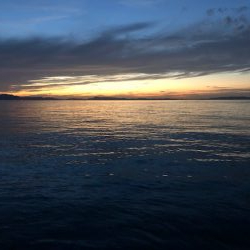 サゴシサゴシサゴシ