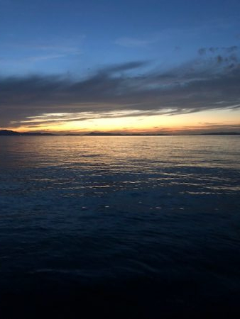 サゴシサゴシサゴシ