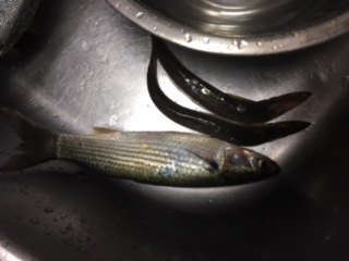 サッパを探しに