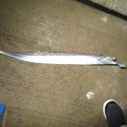 台風前の最終釣行