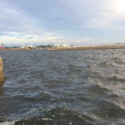 来週はハゼ釣り大会あるょー