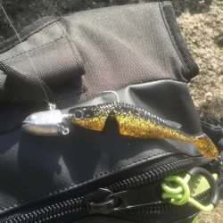 アカハタちゃん