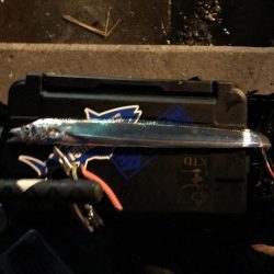 タチウオ釣行台風後