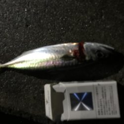 少しだけタチウオ釣行