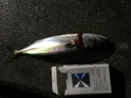 少しだけタチウオ釣行