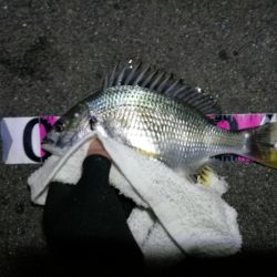 南港フェリーヘチ釣り （好釣果 小キビレ、小真チヌ 釣果あり）