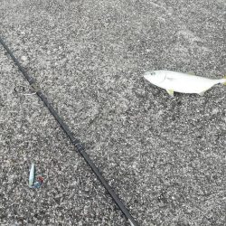 ライトショアジギング