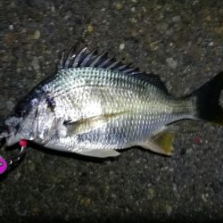 南港カモメ大橋ヘチ釣行 （真チヌ47cm！、キビレチヌ、 釣果他有り）