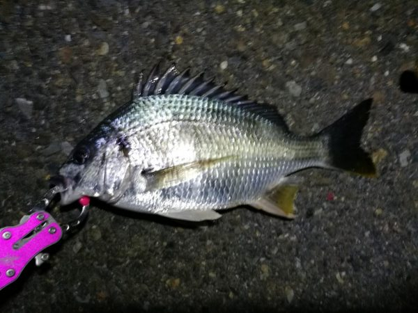 南港カモメ大橋ヘチ釣行 （真チヌ47cm！、キビレチヌ、 釣果他有り）