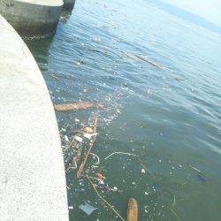 南港渡船で色々釣査