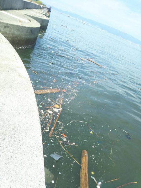 南港渡船で色々釣査