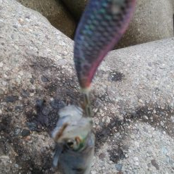 超激濁りの中、アオリ1杯