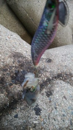 超激濁りの中、アオリ1杯