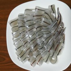 サヨリ よく釣れました