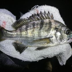 南港カモメ大橋ヘチ釣行 （真チヌ44cm、小キビレチヌ、 釣果）