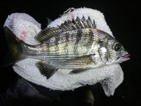 南港カモメ大橋ヘチ釣行 （真チヌ44cm、小キビレチヌ、 釣果）