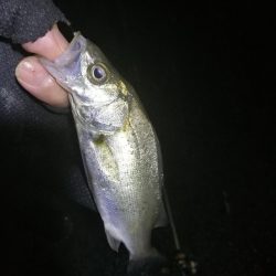 南港フェリーヘチ釣り （渋かった、小キビレ、小真チヌ 他釣果）