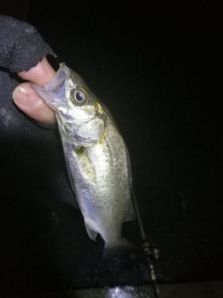 南港フェリーヘチ釣り （渋かった、小キビレ、小真チヌ 他釣果）