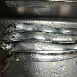 にごりの中のタチウオ