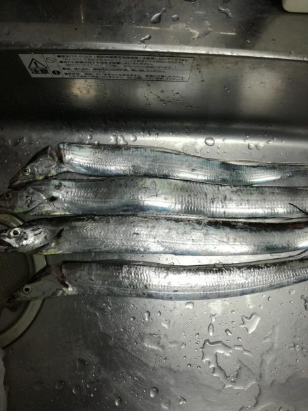 にごりの中のタチウオ