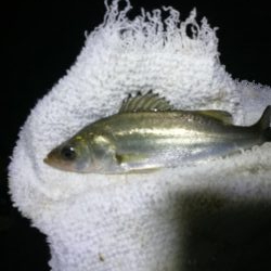 南港フェリーヘチ釣り （続渋い、小真チヌ、小キビレ 釣果）