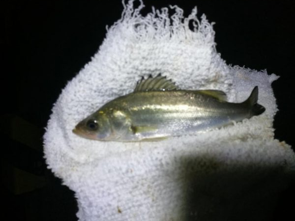 南港フェリーヘチ釣り （続渋い、小真チヌ、小キビレ 釣果）