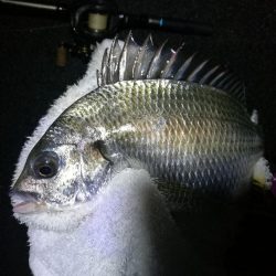 雨天の南港カモメ大橋ヘチ釣行 (キビレチヌ30cm、黒メバル釣果有り)