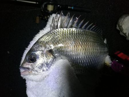 雨天の南港カモメ大橋ヘチ釣行 (キビレチヌ30cm、黒メバル釣果有り)