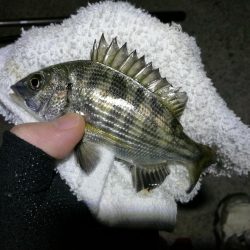 小雨降る、南港フェリーヘチ釣り （渋い！小キビレ、小真チヌ 釣果のみ）