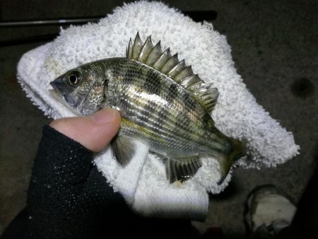 小雨降る、南港フェリーヘチ釣り （渋い！小キビレ、小真チヌ 釣果のみ）