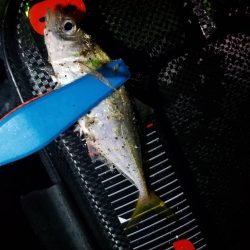 雨のアジング‼