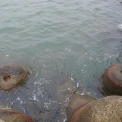 濁りの中、10日ぶり、アオリ5杯！！