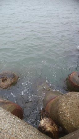 濁りの中、10日ぶり、アオリ5杯！！