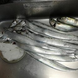 タチウオ活性高い！