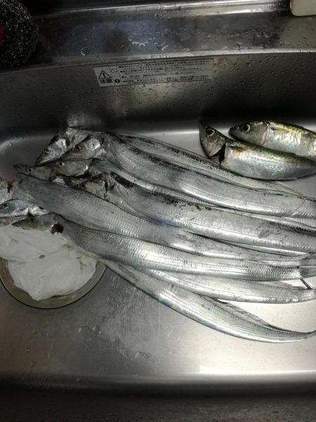 タチウオ活性高い！