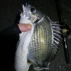 南港フェリーヘチ釣り (真チヌ37cm、小キビレチヌ 釣果)
