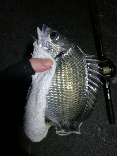 南港フェリーヘチ釣り (真チヌ37cm、小キビレチヌ 釣果)