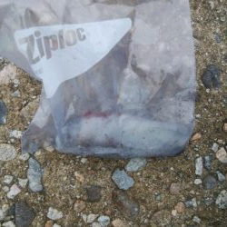 なんとか、アオリイカ1杯